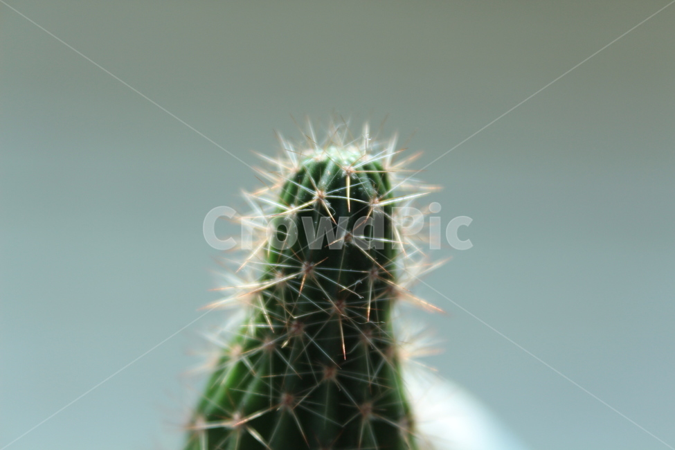 선인장,cactus,식물,plant,green