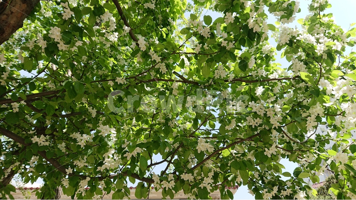 봄,꽃,꽃나무,나무,식물,흰색,흰꽃,흰꽃나무,봄,계절,spring,season,식물,자연,plants,nature,꽃,flower,tree,plant,leaf,잎