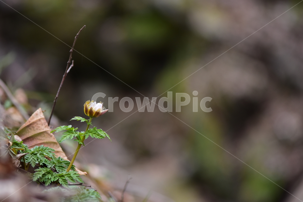 복수초,애기복수초,야생화,봄,꽃,풀꽃,자연,식물,식생,plants,nature,spring,season,flower