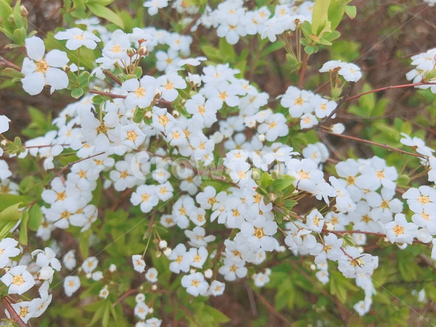꽃,하얀색,배경,꽃밭,봄,계절,흰꽃