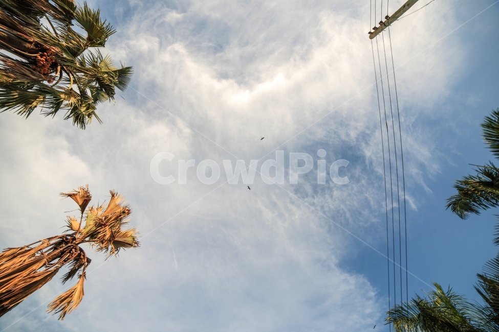 아프리카,우간다,여행,하늘,풍경,africa,sky,자연,풍경,nature,landscape,animal,동물,bird,새