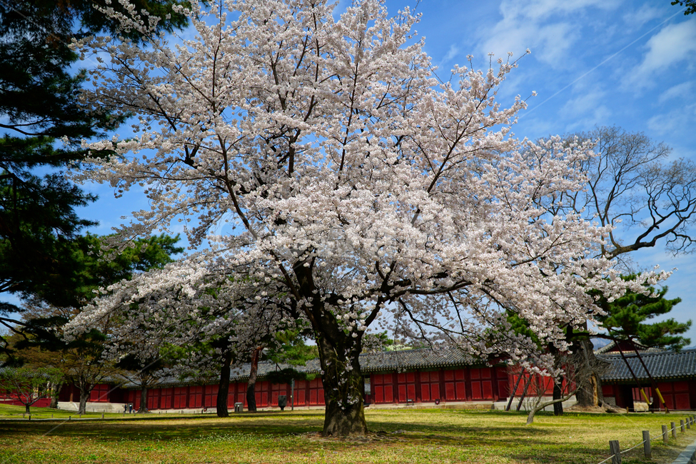 창경궁,벚꽃,벚꽃나무,하늘,봄,서울,한국,대한민국,korea,spring,changgyeonggungpalace,palace,changgyeonggung,seoul,cherryblossom,tree,자연,nature,식물,plants,한국적인,한국자연,한국풍경,경치,landscpae,4월,april,봄꽃,구름,sky,cloud,왕궁,궁전,궁궐,한국전통,한국문화,korean traditional,korean culture,식물,자연,plants,nature,나무,trees,wood,건축물,건물외관,exterior,building,structure,architecture,construction