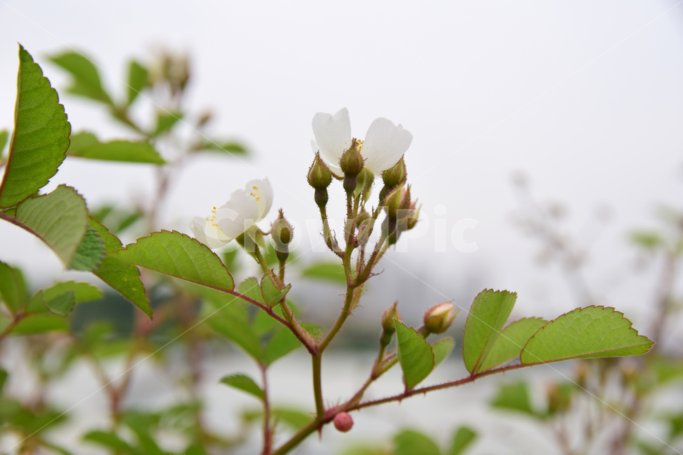 찔레,찔레꽃,찔레나무,가시,야생화,꽃,식물,자연,봄,플라워,plants,nature,힌색,초록,녹색,장미과