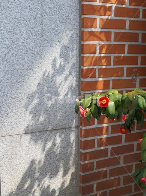 벽돌,plant,식물,brick,동백,햇살,그림자,꽃