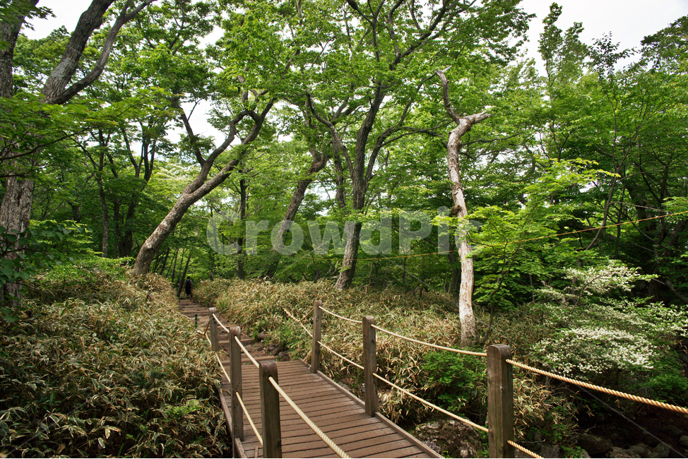 등산로,목책,숲,숲길,자연,고목,나무,탐방로,자연,풍경,nature,landscape,building,건물,bridge,다리,boardwalk,산책로