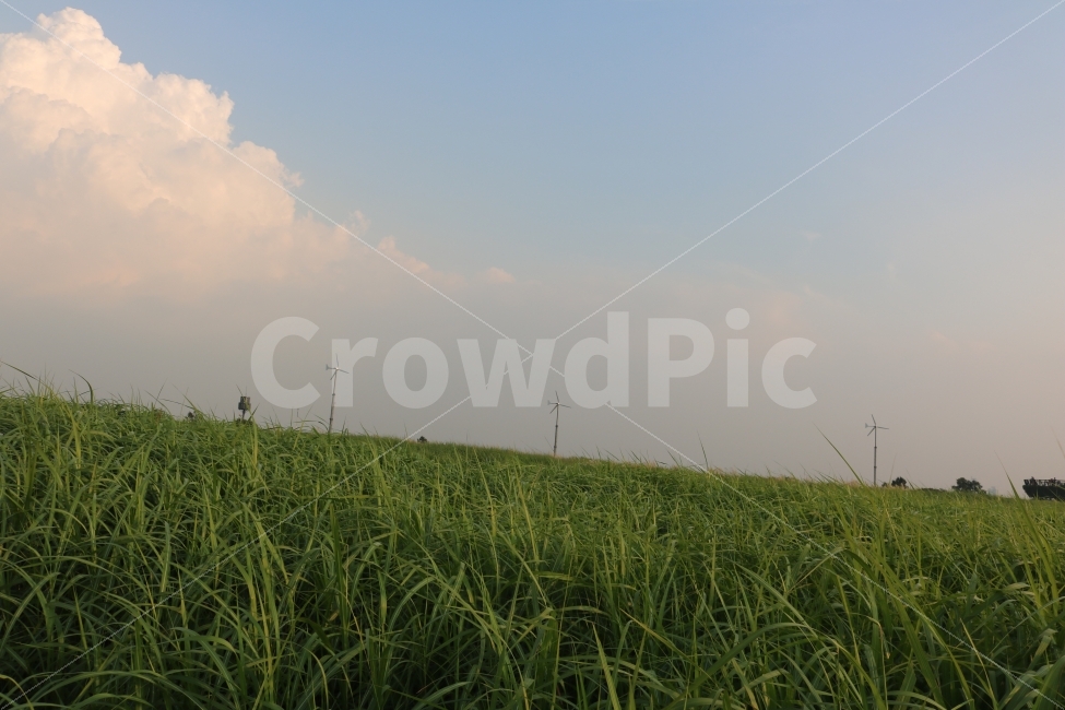 자연,감성,힐링,풍경,풍차,자연,풍경,nature,landscape,grassland,목초지,outdoors,옥외,field,들