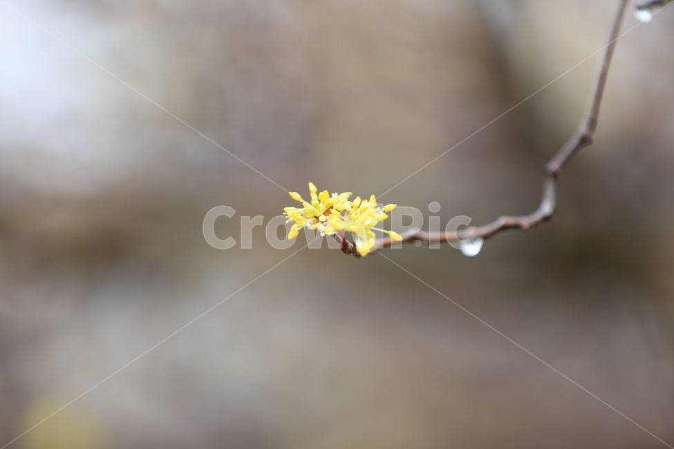 봄,산수유,하동,꽃,축제,봄,계절,spring,season,식물,자연,plants,nature,꽃,flower,plant