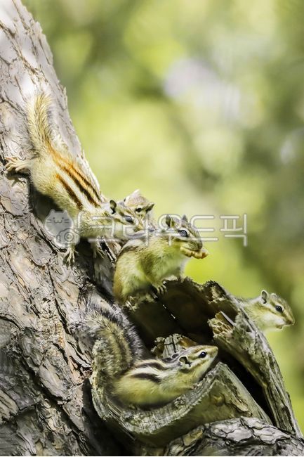play,squirrel,tree,squirrel play,family