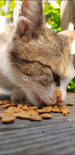 고양이,cat,애완동물,pet,먹이