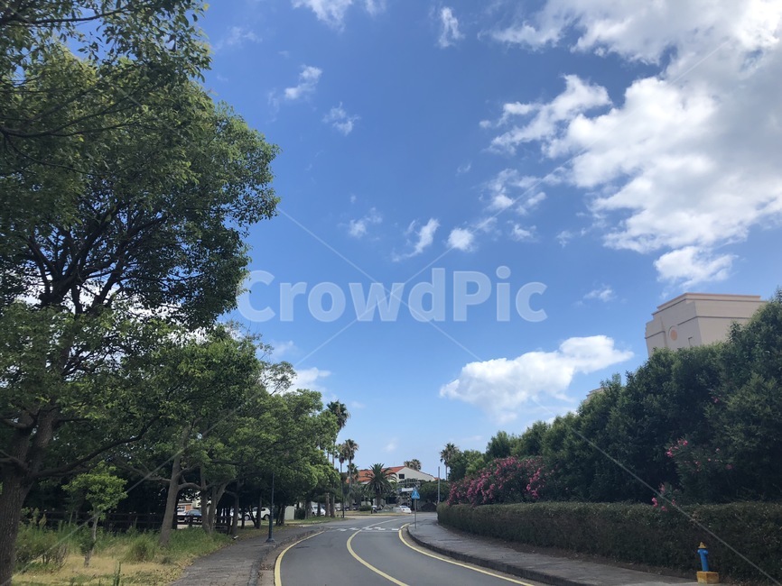하늘,나무,숲,도로,구름,sky,cloud,road