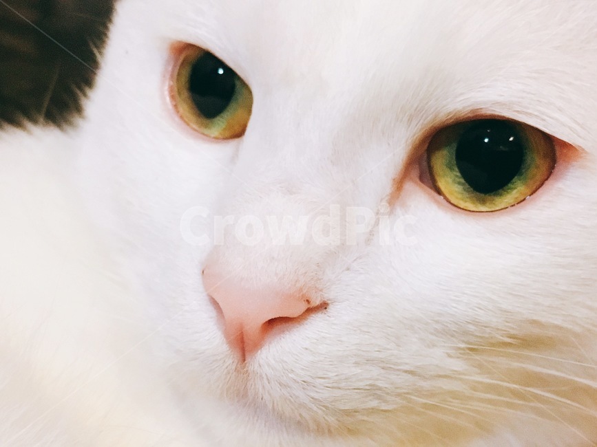 고양이,눈,야옹이,cat,동물