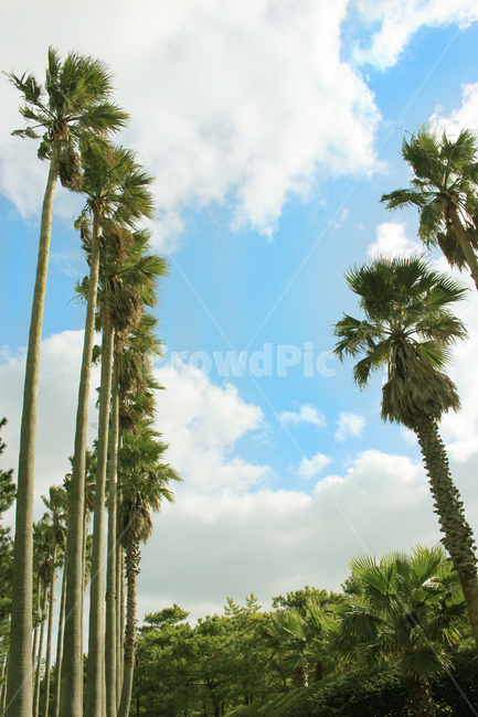자연,풍경,여행,하늘,나무,구름,숲,아침,자연,풍경,nature,landscape,summer,여름,tree,plant,식물,palm tree,야자수