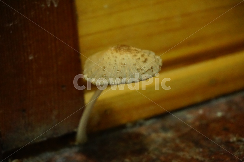 버섯,곰팡이,mushroom,キノコ,식물,버섯,mushroom