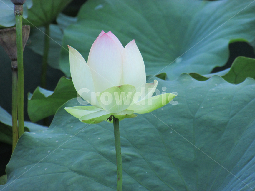 연꽃,lotusflower,lotus,꽃봉우리,여름,꽃사진,아름다움,청초한,beauty,연분홍,식물,자연,plants,nature,꽃,flower