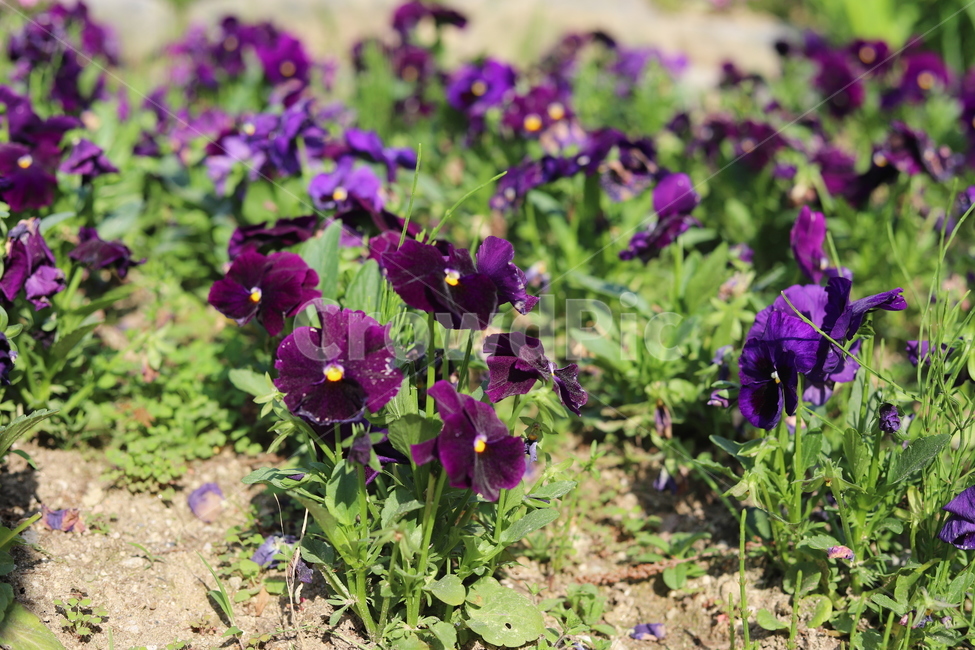 꽃,봄,아름다움,그리움,따스함,봄,계절,spring,season,식물,자연,plants,nature,꽃,flower,plant,blossom,geranium,제라늄