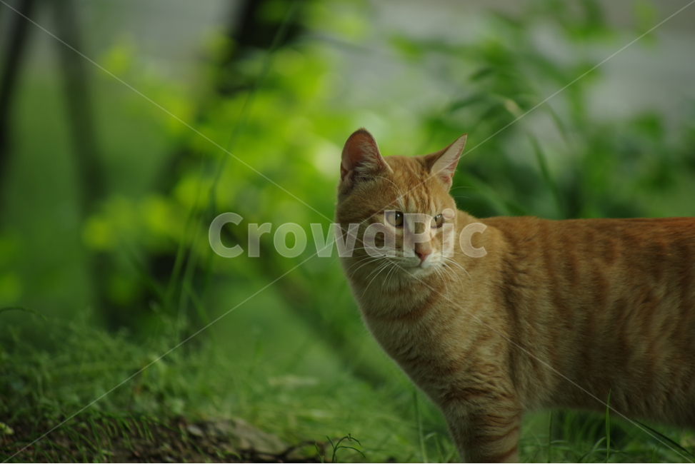 photo,Korean Shorthair,stray cat,cat,stripe,nose short,animal,Street,background photo,tabby,photography,snap