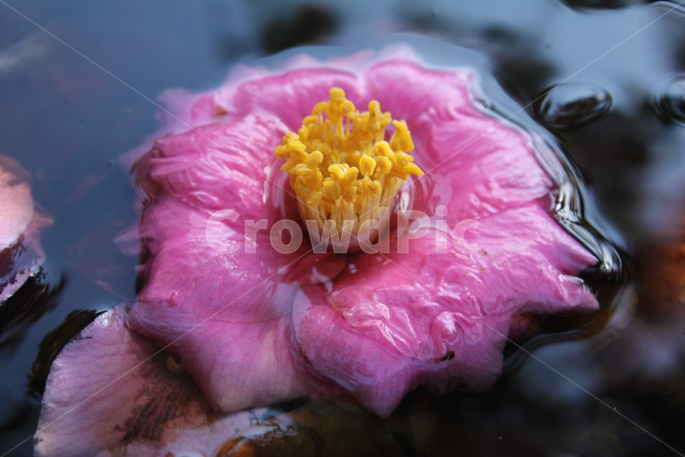 꽃,봄,자연,물,물위,꽃,flower