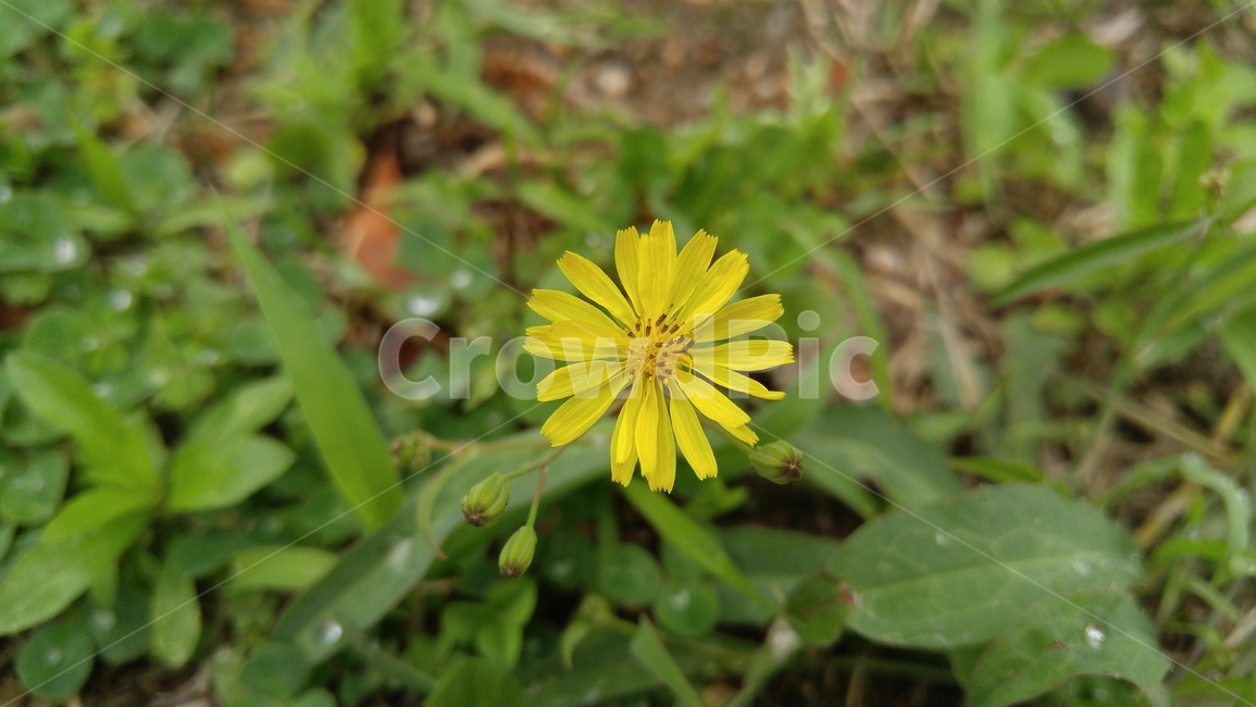 노랑선씀바귀,꽃,노랑꽃,노랑색,녹색,들꽃,식물,배경,감성,계절,flower,yellowflower,yellow,green,wildflower,plants,background,emotional,season