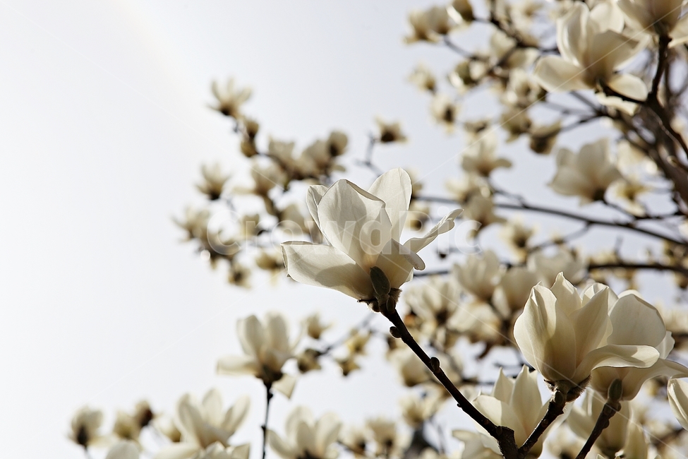 spring,magnolia,Bomgot,nature,plant,Magnolia,white magnolia,flower