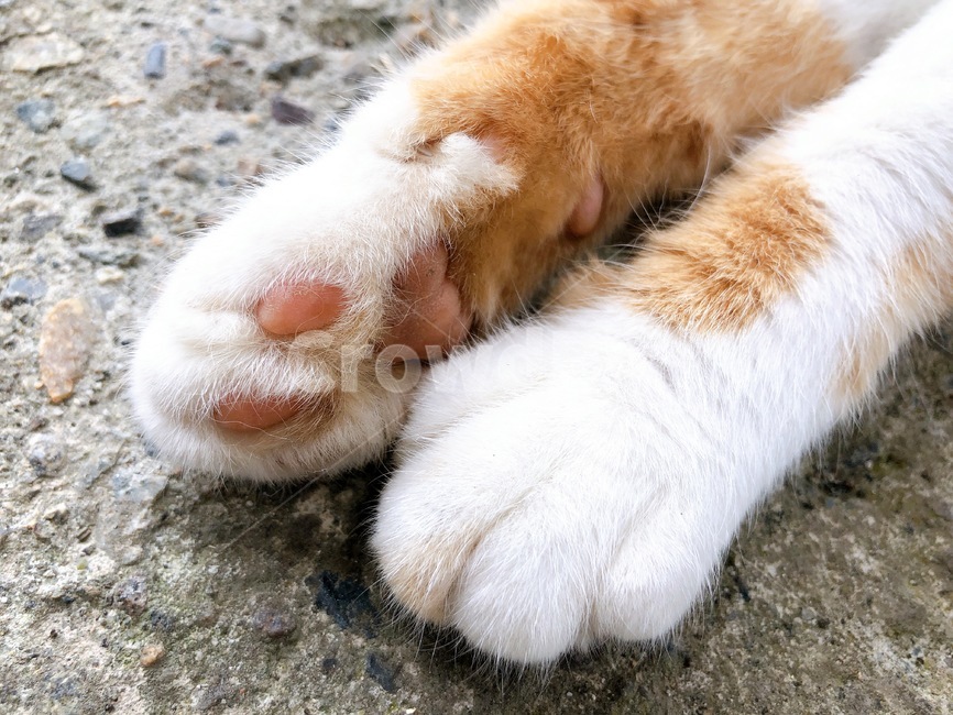 고양이,발,귀여움,동물,고양이발,동물,animal,포유류,mammal,고양이,cat,kitten,kitty