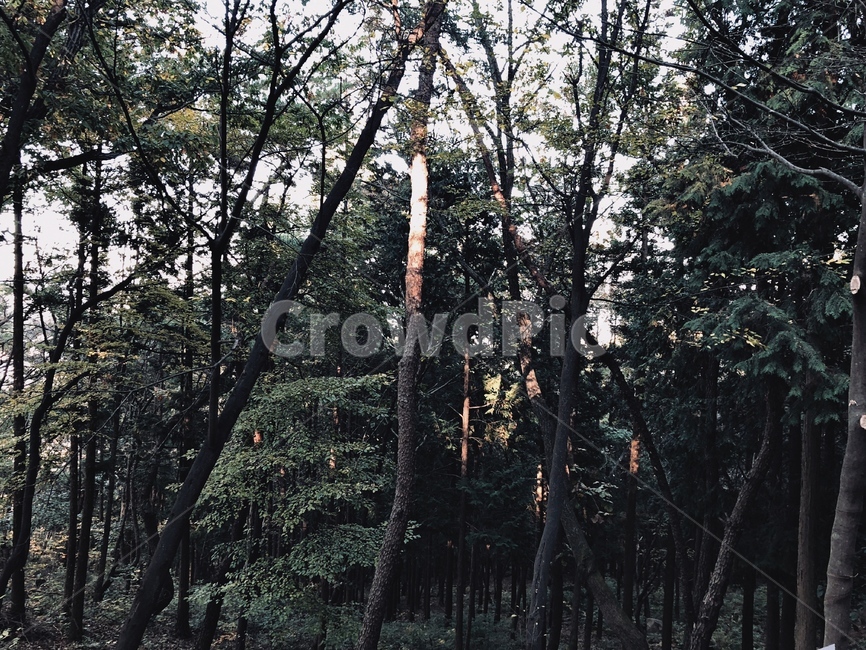 나무,숲,하늘,필름,분위기,빈티지,개나리,비온뒤,바닥,봄,감성,plants,nature,자연