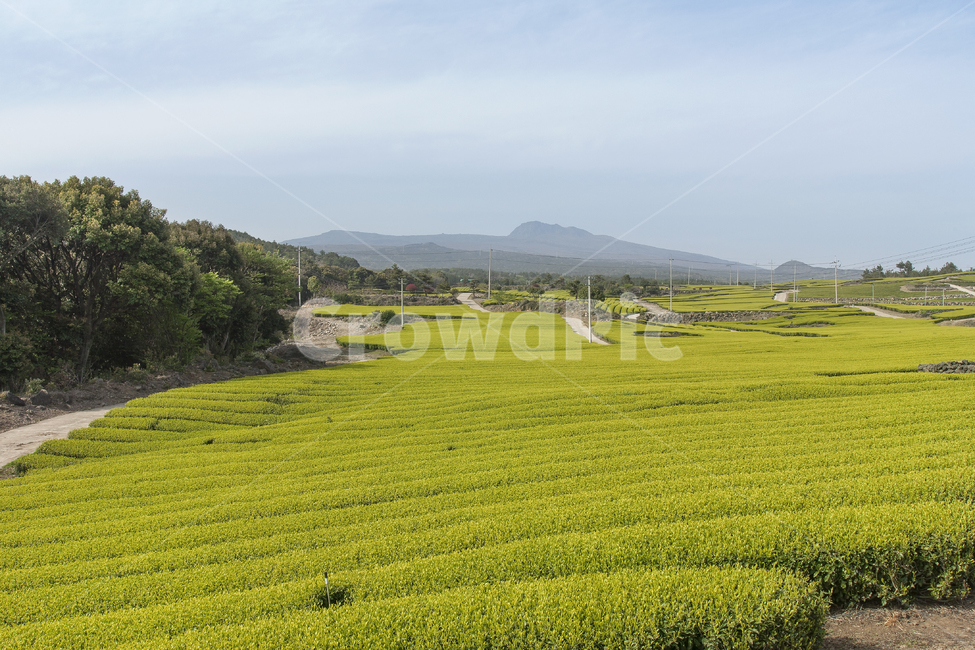 들,grassland,outdoors,옥외,nature,농촌,countryside,farm,농장,자연,녹색,여름,잔디,배경,하늘,풍경,목초지,시골의,식물,봄,농업,아름다운