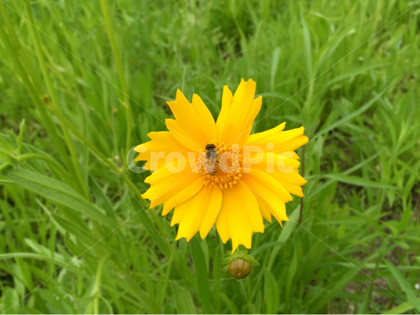 벌,꿀벌,꽃,자연,봄,곤충,식물,식물,자연,plants,nature,꽃,flower,동물,animal,곤충,벌레,insect,bug