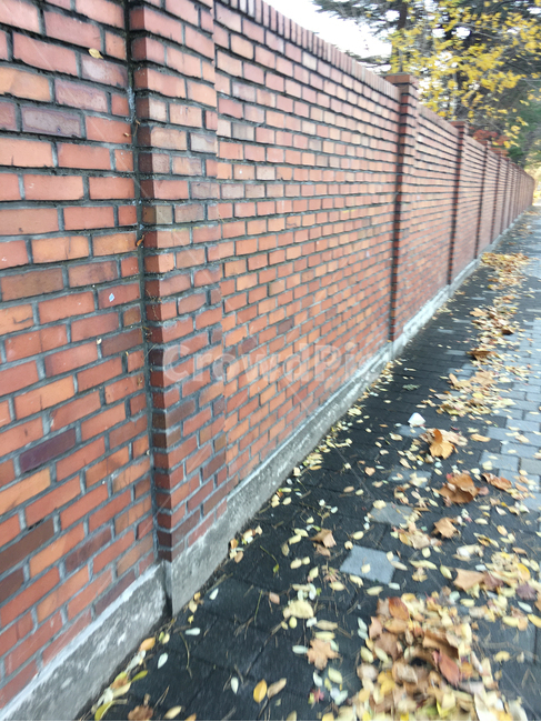 담,벽,wall,벽돌,brick,거리,street,보도블럭,sidewalkblock,보도,walkway,sidewalk,풍경,scenery,나무,tree,낙엽,deciduous,생활,life,바닥,땅,ground,floor,flooring,판석,flagstone,잎,leaf