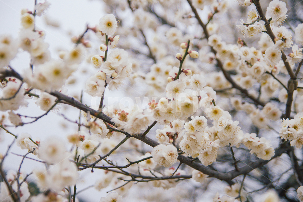 봄,매화,꽃,봄꽃,매화꽃,flower,봄,계절,spring,season,식물,자연,plants,nature,꽃,flower,plant