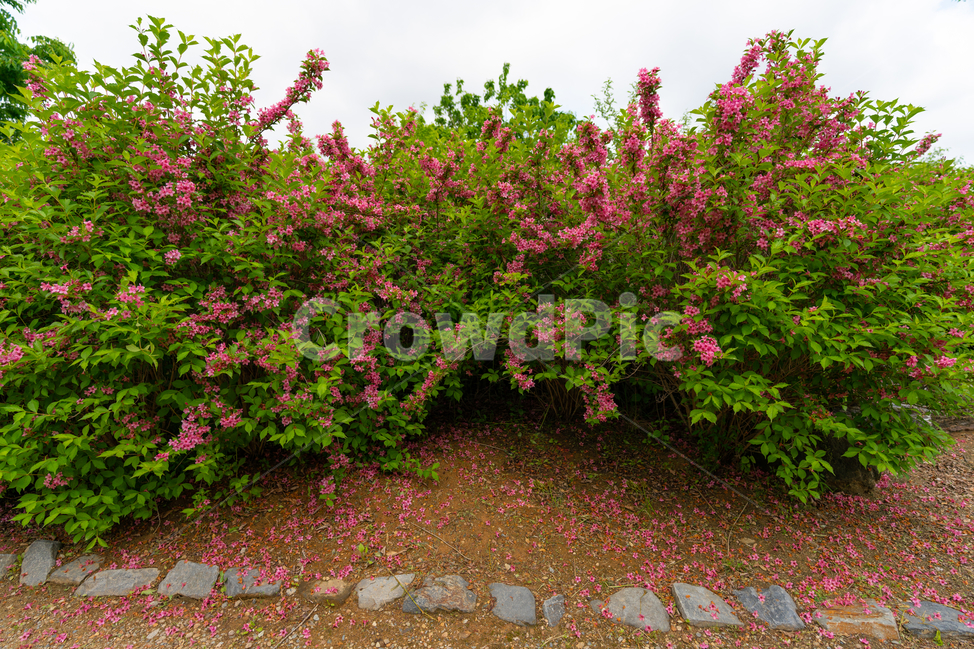 꽃,나무,tree,flower,흙,식물,자연,plants,nature,꽃,flower