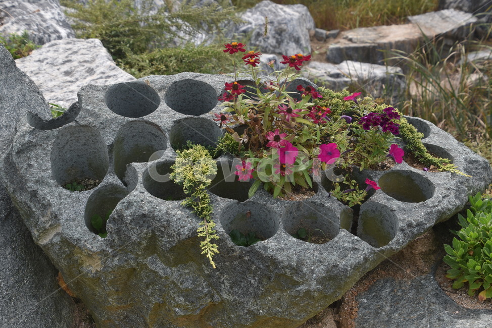 plant,식물,꽃,수목원,슬레이트,식물,자연,plants,nature,꽃,flower