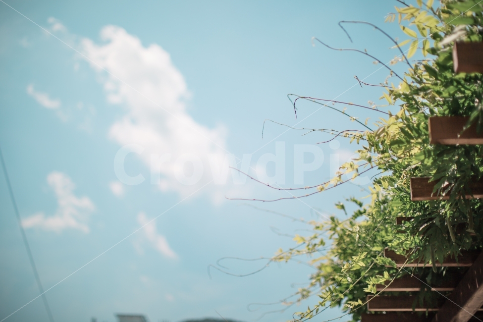 구름,하늘,넝쿨,감성,풍경,색감,cloud,sky,식물,자연,plants,nature,감성,sensible,feeling