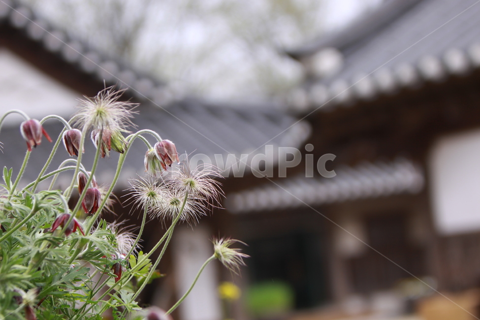 할미꽃,봄,야생화,봄꽃,자연,한국전통,한국문화,korean traditional,korean culture,식물,자연,plants,nature,꽃,flower