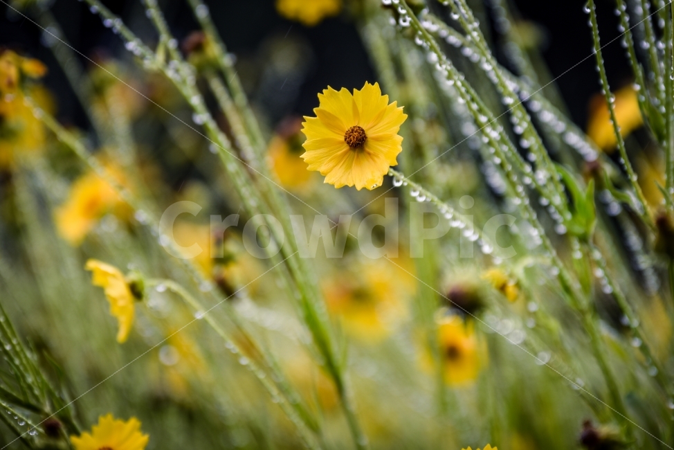 꽃,빗방울,비,자연,풍경,식물,자연,plants,nature,비,비오는날,rain,rainy,꽃,flower
