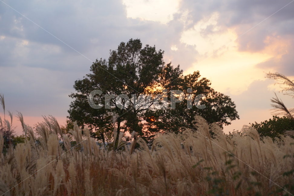 갈대,억새,가을,감성,plant,grass,식물,reed,풍경,해질녘,노을,일몰,하늘,나무,노을진하늘,쓸쓸함,자연,fall,autumn,감성사진,오후,landscape,식물,자연,plants,nature