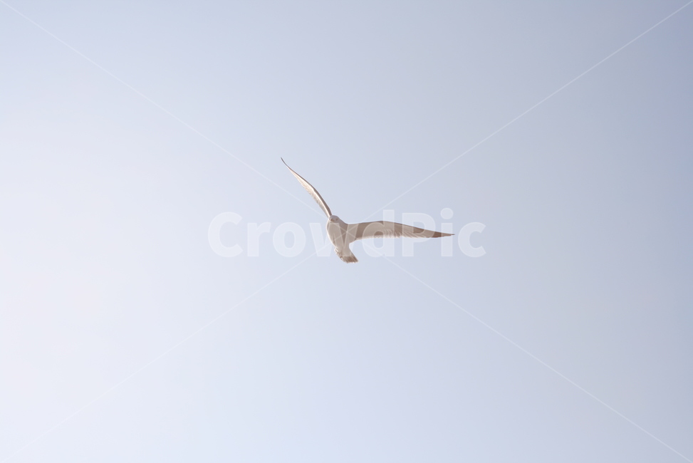 갈매기,비상,날다,flying,bird,animal,동물,seagull,동물,animal,조류,새,birds