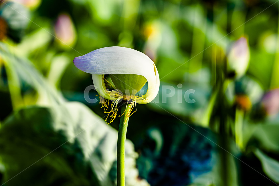 연잎,연,식물,감성,자연,관곡지,습지,연꽃,식물,자연,plants,nature