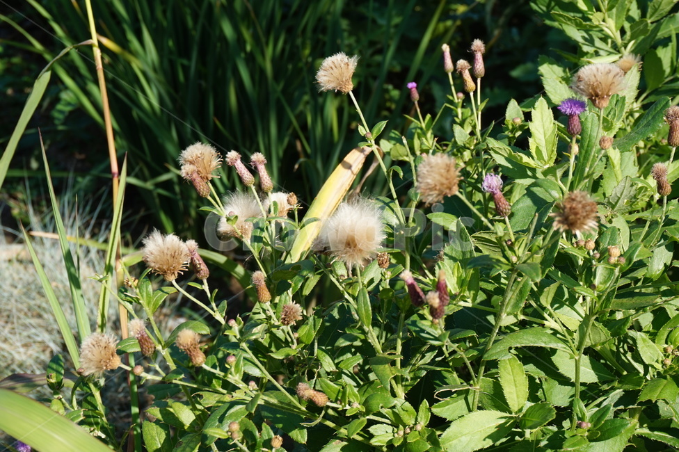민들레,꽃,자연,가을,낮,식물,자연,plants,nature,꽃,flower
