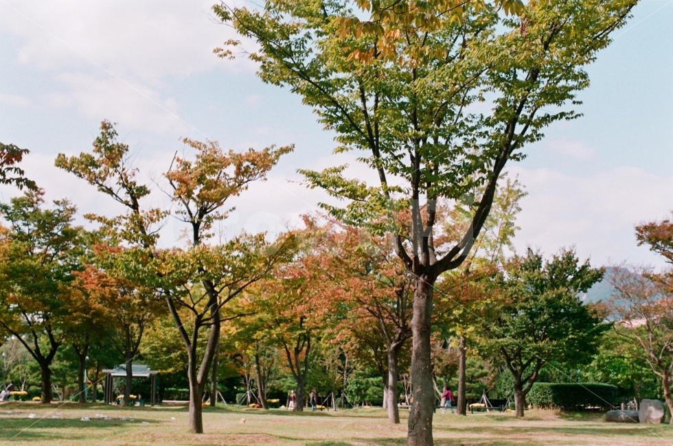 가을,단풍,필름사진,감성,하늘,가을,계절,fall,autumn,season,자연,풍경,nature,landscape,식물,plants,나무,trees,wood,tree,plant,tree trunk,나무 줄기