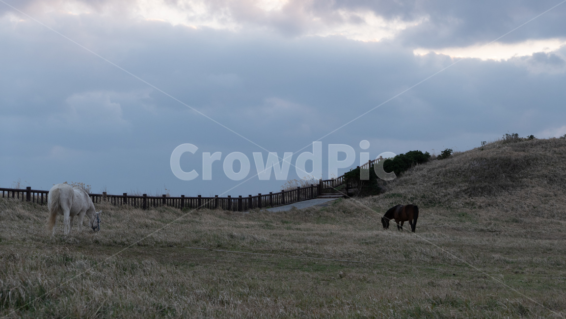 grassland,목초지,field,옥외,outdoor,들,송악산,제주,제주도,jeju,송악산둘레길,풍경,자연,landscape,nature,제주마,말,horse,제주도,jeju,jeju island,동물,animal,포유류,mammal,목축업,목장,livestock farming,ranching,pasture