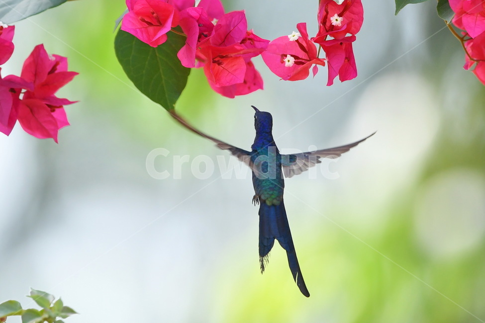벌새,animal,동물,bird,새,hummingbird,동물,animal,조류,새,birds