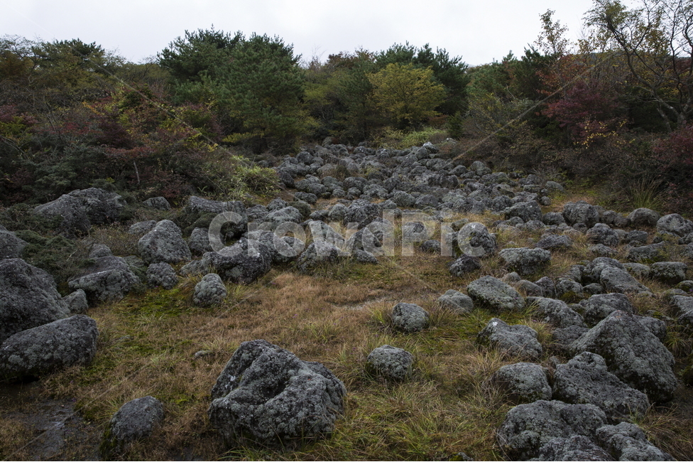 제주,제주습지,1100도로,1100고지습지,한라산습지,자연,풍경,nature,landscape,한국자연풍경,한국자연경관,korea nature landscape,제주도,jeju,jeju island,ground,바닥,rubble,파편