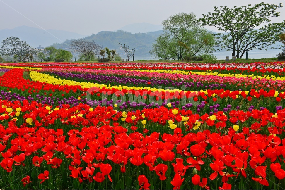 plant,식물,flower,blossom,꽃,tulip,튤립,경남,하동,튤립축제장,튤립툭제,하동튤립축제,둔치,강변둔치,섬진강변,식물,자연,plants,nature,꽃,flower