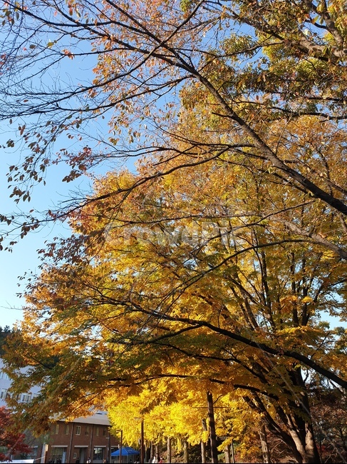 파란하늘,가을,높은하늘,푸른하늘,단풍,식물,자연,plants,nature,나무,trees,wood