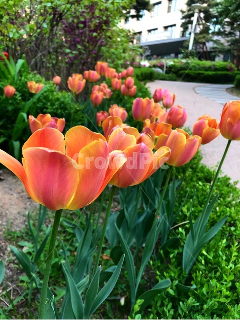 꽃,식물,자연,아름다운,flower,nature,colorful,plant,tulip,튤립