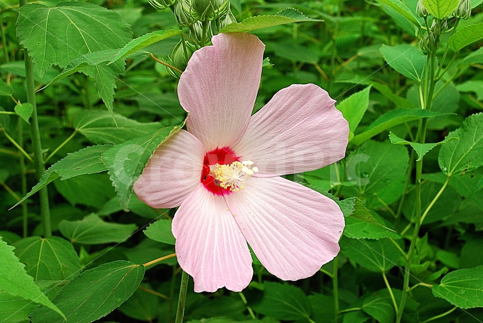 무궁화,국화,현충일,광복절,꽃,개화,식물,동양,시골,클로즈업,한국,고해상,낮,사람없음,실외,아시아,오브젝트,자연,백그라운드,풍경,꽃잎,여름,사진,단독사진,편집사진,디자이너,콘텐츠,잡지광고,광고,영상,자료,사보,카다로그,브로셔,뉴스레터,출판,편집,홈페이지,웹,모바일,출력,전단지,교과서,단행본,학습지,식물,자연,plants,nature,꽃,flower