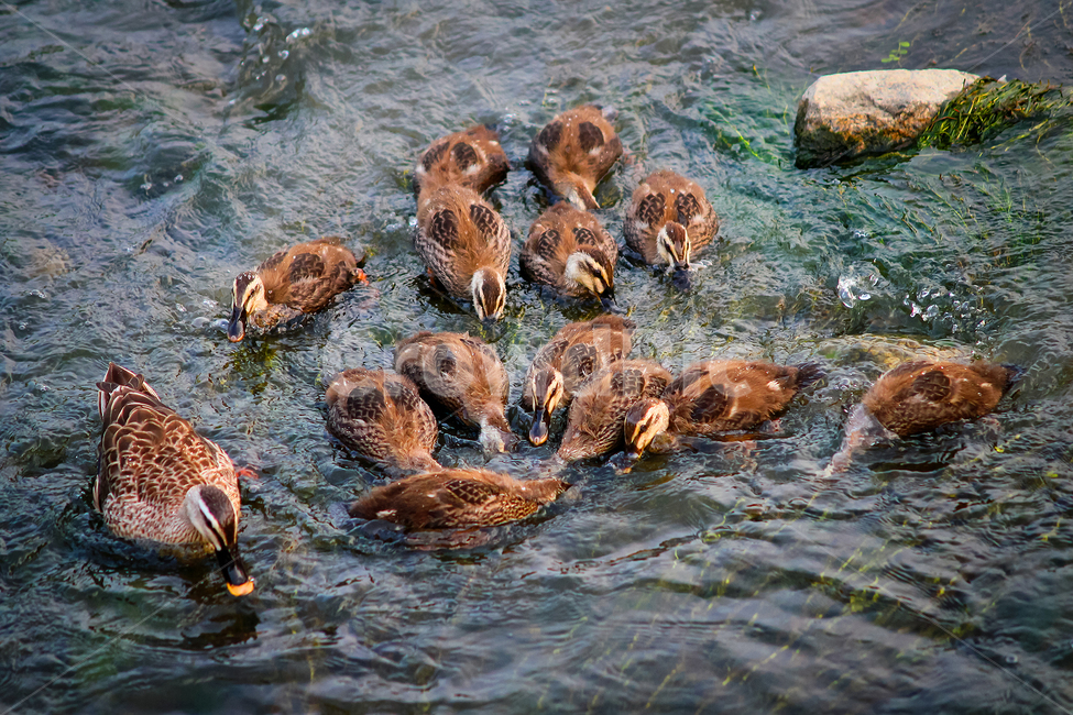 오리,물,강,중랑천,하천,동물,새,조류,duck,bird,animal,nature,water,wildlife,lake,wild,background,cute,beak,feather,green,isolated,pond,river,brown,beautiful,waterfowl,poultry,farm,goose,baby,duckling,summer,swimming,wing,natural,animals,날개,자연,어미새,새끼,야생,부리,청둥오리