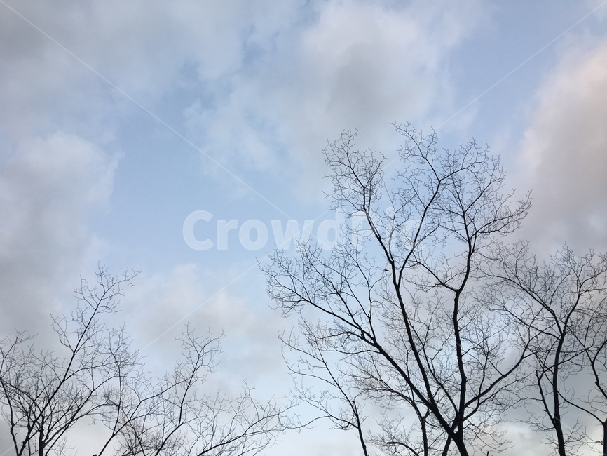 하늘,나무,나뭇가지,자연,겨울,마른나무,앙상한,외로운,겨울하늘,추운,풍경,배경,sky,tree,winter,cold,branch,nature,background,lonely,쓸쓸,고요,겨울풍경,파란하늘,자연,풍경,nature,landscape,plant,식물