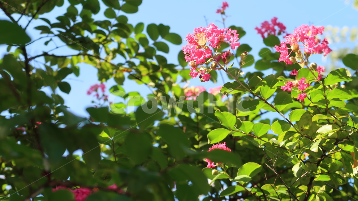 식물,자연,꽃,봄,여름,가을,하늘,분홍색,plant,nature,blossom,flower,spring,summer,fall,sky,pink