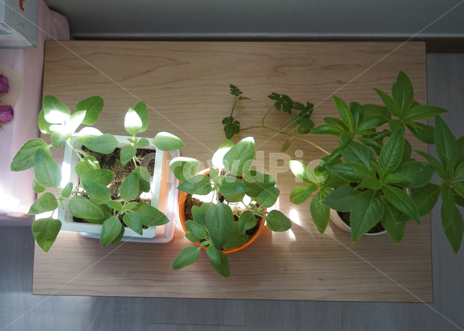 식물,초록,나물,식물키우기,미니가든,가든,다이소,해바라기,잎,plant,leaf
